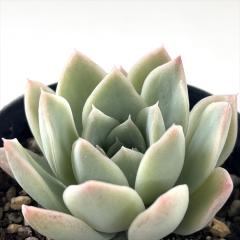 A skGPxA GbZX A GPxA 7.5cm|bg