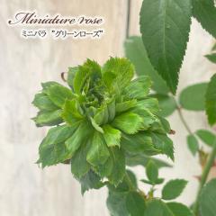 �y�܂��Ȃ����ߐ؂�z �\��̔� �~�j�o�� �O���[�����[�Y 3���|�b�g �o�� �K�N �o���c �c ars 4�����{�ȍ~����