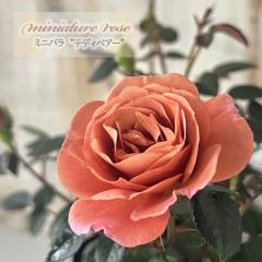 �y�܂��Ȃ����ߐ؂�z �\��̔� �~�j�o�� �e�f�B�x�A�[ 3���|�b�g �o�� �K�N �o���c �c ars 4�����{�ȍ~����