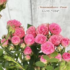 �y�܂��Ȃ����ߐ؂�z �\��̔� �~�j�o�� �~�T�L 3���|�b�g �o�� �K�N �o���c �c ars 4�����{�ȍ~����