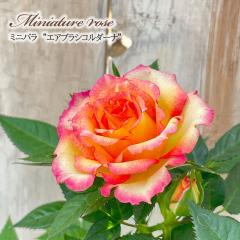 �\��̔� �~�j�o�� �G�A�u���V�R���_�[�i 3���|�b�g �o�� �K�N �o���c �c ars 3����{�ȍ~����