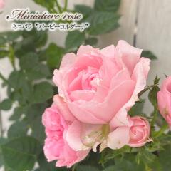 �y�܂��Ȃ����ߐ؂�z �\��̔� �~�j�o�� �o�[�r�[�R���_�[�i 3���|�b�g �o�� �K�N �o���c �c ars 4�����{�ȍ~����