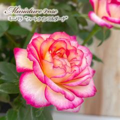 �y�܂��Ȃ����ߐ؂�z �\��̔� �~�j�o�� �n�[���N�C�[���R���_�[�i 3���|�b�g �o�� �K�N �o���c �c ars 4�����{�ȍ~����