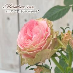 �y�܂��Ȃ����ߐ؂�z �\��̔� �~�j�o�� �|�G�g���[�R���_�[�i 3���|�b�g �o�� �K�N �o���c �c ars 4�����{�ȍ~����