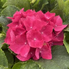 AWTC pWFk 7.5cm|bg nChWA c ԕc c  z stm