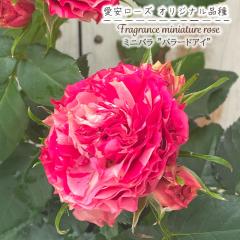 �y�܂��Ȃ����ߐ؂�z �\��̔� �~�j�o�� �o���[�h�A�C 3���|�b�g �o�� �K�N �o���c �c �������[�Y �I���W�i���i�� ars 4�����{�ȍ~����