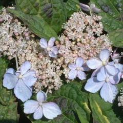 �R�A�W�T�C �y���_�y 9cm�|�b�g �c �ԕc �c�� �R�������� ���}�A�W�T�C �R���z�� fea