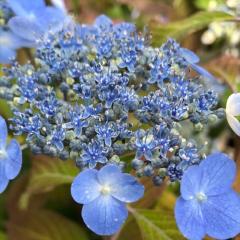 �R�A�W�T�C ���F�̉J 9cm�|�b�g �c �ԕc �c�� �R�������� ���}�A�W�T�C �R���z�� fea