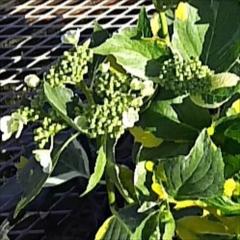 �\��̔� �A�W�T�C �O�� 9cm�|�b�g ������ �n�C�h�����W�A �c �ԕc �c�� �������� ���z�� fea 3�����{�ȍ~����