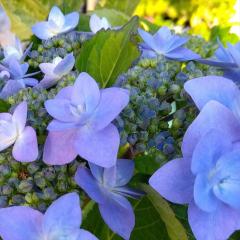 �\��̔� �A�W�T�C ���֏郖�� 9cm�|�b�g ������ �n�C�h�����W�A �c �ԕc �c�� �������� ���z�� fea 3�����{�ȍ~����