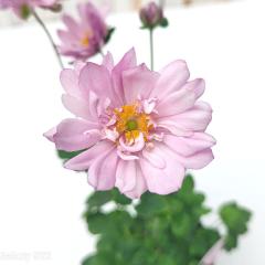 �\��̔� �V���E���C�M�N �c ���d�炫 �s���N 9cm�|�b�g �H���e �R�쑐 ���N�� �K�[�f�j���O �ԕc �h���� htn 6����{�ȍ~����