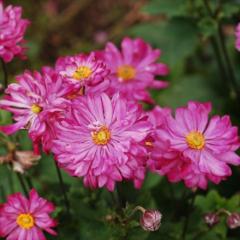 �\��̔� �V���E���C�M�N �c ���d�� 9cm�|�b�g ��a������ �H���e �R�쑐 ���N�� �K�[�f�j���O �ԕc �h���� ymts 6����{�ȍ~����
