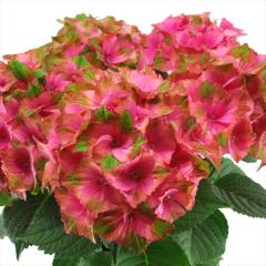 AWTC }XJ[h 10.5cm|bg o^i hԉ nChWA c ԕc c  z tsa