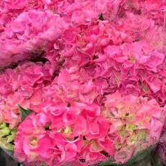 AWTC A[[[Y 10.5cm|bg o^i nChWA c ԕc c  z tsa