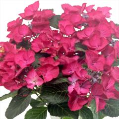 �A�W�T�C �u���b�N�_�C�������h �_�[�N�G���W�F�� 10.5cm�|�b�g �o�^�i�� �n�C�h�����W�A �c �ԕc �c�� �������� ���z�� tsa