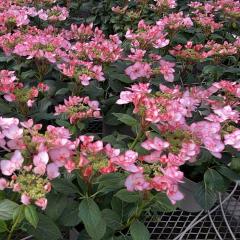 �A�W�T�C �s���L�[�����O 10.5cm�|�b�g �o�^�i�� �n�C�h�����W�A �c �ԕc �c�� �������� ���z�� tsa