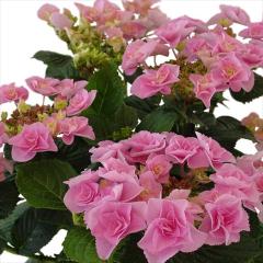 AWTC tFA[ACsN 10.5cm|bg o^i nChWA c ԕc c  z tsa