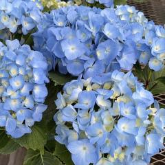 AWTC A[[u[ 10.5cm|bg o^i nChWA c ԕc c  z tsa