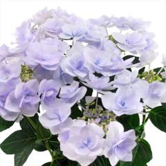 �A�W�T�C �|�[�W�B�u�[�P �m�[�u��2�u���[ 10.5cm�|�b�g �o�^�i�� �������Ɖ��| �n�C�h�����W�A �c �ԕc �c�� �������� ���z�� tsa