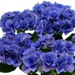 �A�W�T�C �t�F�A���[�A�C�u���[ 10.5cm�|�b�g �o�^�i�� �n�C�h�����W�A �c �ԕc �c�� �������� ���z�� tsa