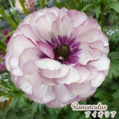 \̔ iLX bNX c ACIA 10.5cm|bg h ԕc K[fjO c tod 12{ȍ~