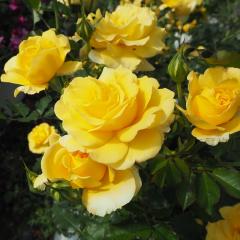 \̔ oc oڕc o S[hoj[ oc KN ΂  F troc 12{ȍ~