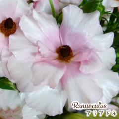 \̔ iLX bNX c AAhl 10.5cm|bg h ԕc K[fjO c tod 12{ȍ~