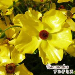 \̔ iLX bNX c Ae~X 10.5cm|bg h ԕc K[fjO c tod 12{ȍ~