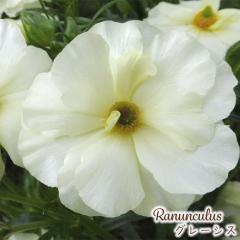 \̔ iLX bNX c O[VX 10.5cm|bg h ԕc K[fjO c tod 12{ȍ~