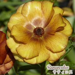 \̔ iLX bNX c TeBX 10.5cm|bg h ԕc K[fjO c tod 12{ȍ~