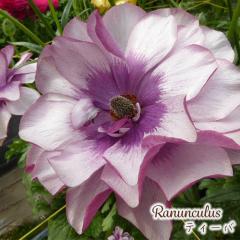 \̔ iLX bNX c eB[o 10.5cm|bg h ԕc K[fjO c tod 12{ȍ~