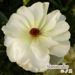 \̔ iLX bNX c jmX 10.5cm|bg h ԕc K[fjO c tod 12{ȍ~