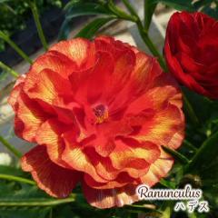 \̔ iLX bNX c nfX 10.5cm|bg h ԕc K[fjO c tod 12{ȍ~