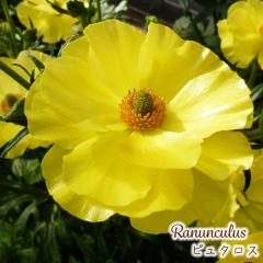 \̔ iLX bNX c s^X 10.5cm|bg h ԕc K[fjO c tod 12{ȍ~