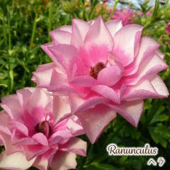 \̔ iLX bNX c w 10.5cm|bg h ԕc K[fjO c tod 12{ȍ~