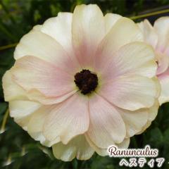 \̔ iLX bNX c wXeBA 10.5cm|bg h ԕc K[fjO c tod 12{ȍ~