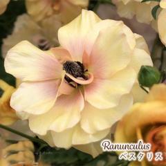 \̔ iLX bNX c xX^X 10.5cm|bg h ԕc K[fjO c tod 12{ȍ~