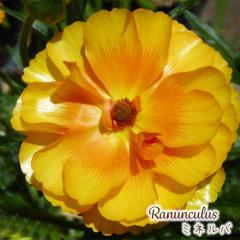 \̔ iLX bNX c ~lo 10.5cm|bg h ԕc K[fjO c tod 12{ȍ~