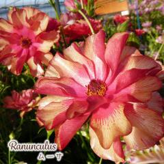 \̔ iLX bNX c [T 10.5cm|bg h ԕc K[fjO c tod 12{ȍ~