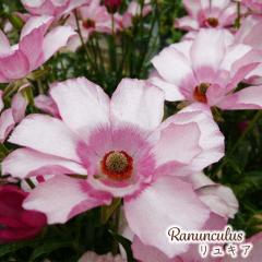 \̔ iLX bNX c LA 10.5cm|bg h ԕc K[fjO c tod 12{ȍ~