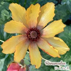 \̔ iLX bNX c X 10.5cm|bg h ԕc K[fjO c tod 12{ȍ~