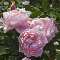 \̔ oc oc T IGeBX [ufRe io^o蒆 lG炫 KN ΂  sN hao 2{ȍ~