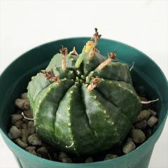 �����A�� ca���[�t�H���r�A �o���_ 6cm�|�b�g �����A�� ���[�t�H���r�A �R�[�f�b�N�X
