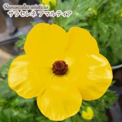 \̔ iLX hZ c TZl A}eBA 10.5cm|bg V䉀| h ԕc K[fjO c rnd 12{ȍ~