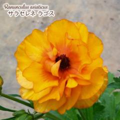 \̔ iLX hZ c TZl SX 10.5cm|bg V䉀| h ԕc K[fjO c rnd 12{ȍ~