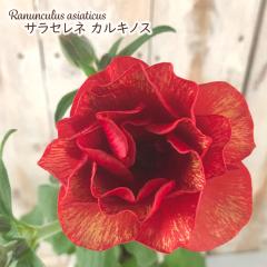 \̔ iLX hZ c TZl JLmX 10.5cm|bg V䉀| h ԕc K[fjO c rnd 12{ȍ~