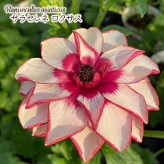 \̔ iLX hZ c TZl NTX 10.5cm|bg V䉀| h ԕc K[fjO c rnd 12{ȍ~