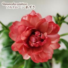 \̔ iLX hZ c \g[  10.5cm|bg V䉀| h ԕc K[fjO c rnd 12{ȍ~