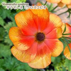 \̔ iLX hZ c TZl ~NXRsI 10.5cm|bg V䉀| h ԕc K[fjO c rnd 12{