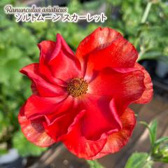 \̔ iLX hZ c \g[ XJ[bg 10.5cm|bg V䉀| h ԕc K[fjO c rnd 12{